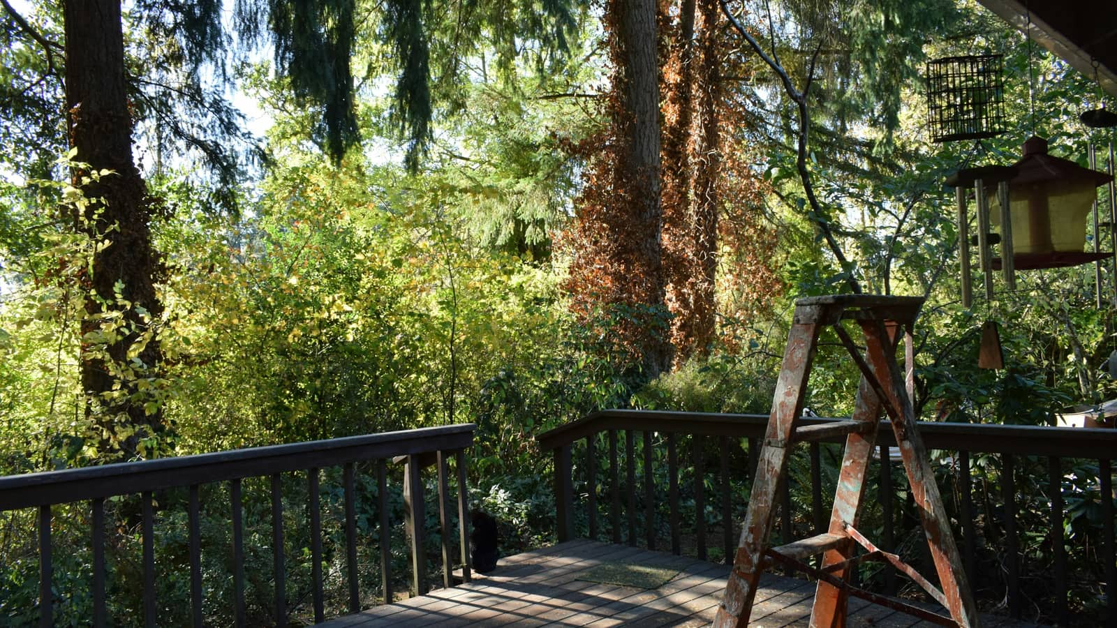 Warm stained wood deck with natural afternoon light and visible wood grain